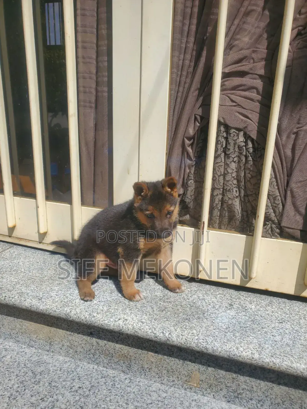 1-3 months Male Purebred German Shepherd