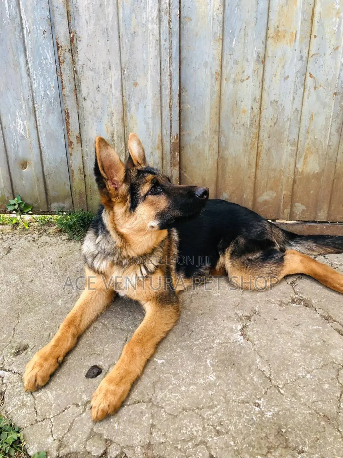 1-3 months Male Purebred German Shepherd