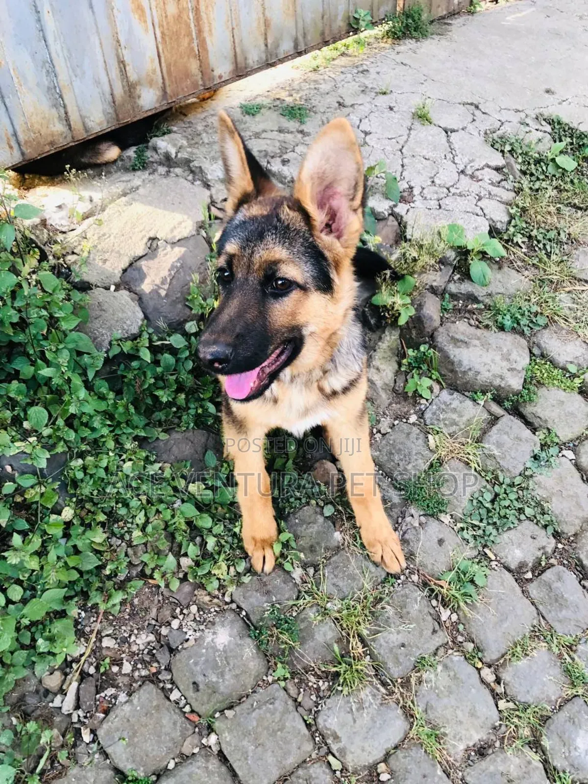 1-3 months Male Purebred German Shepherd