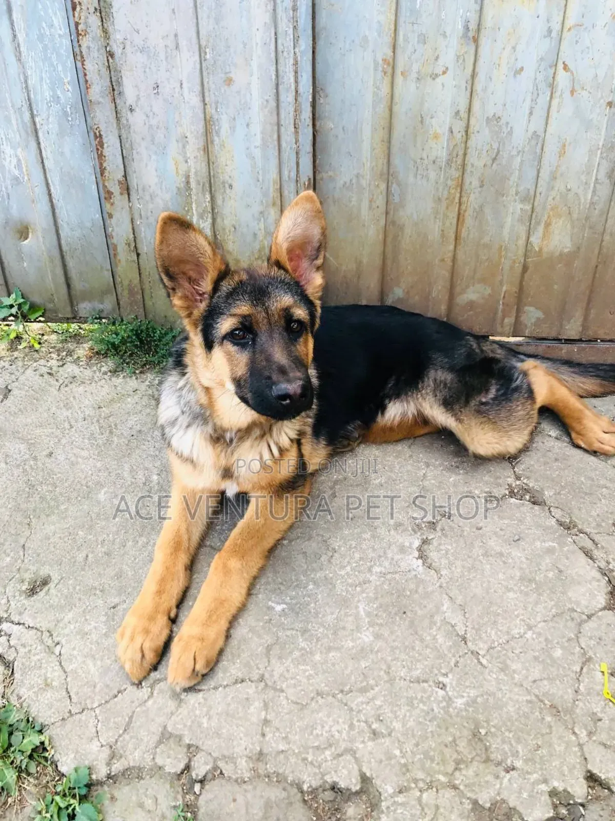 1-3 months Male Purebred German Shepherd