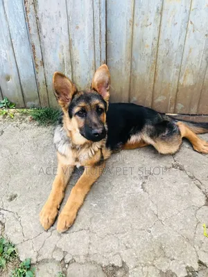 1-3 months Male Purebred German Shepherd