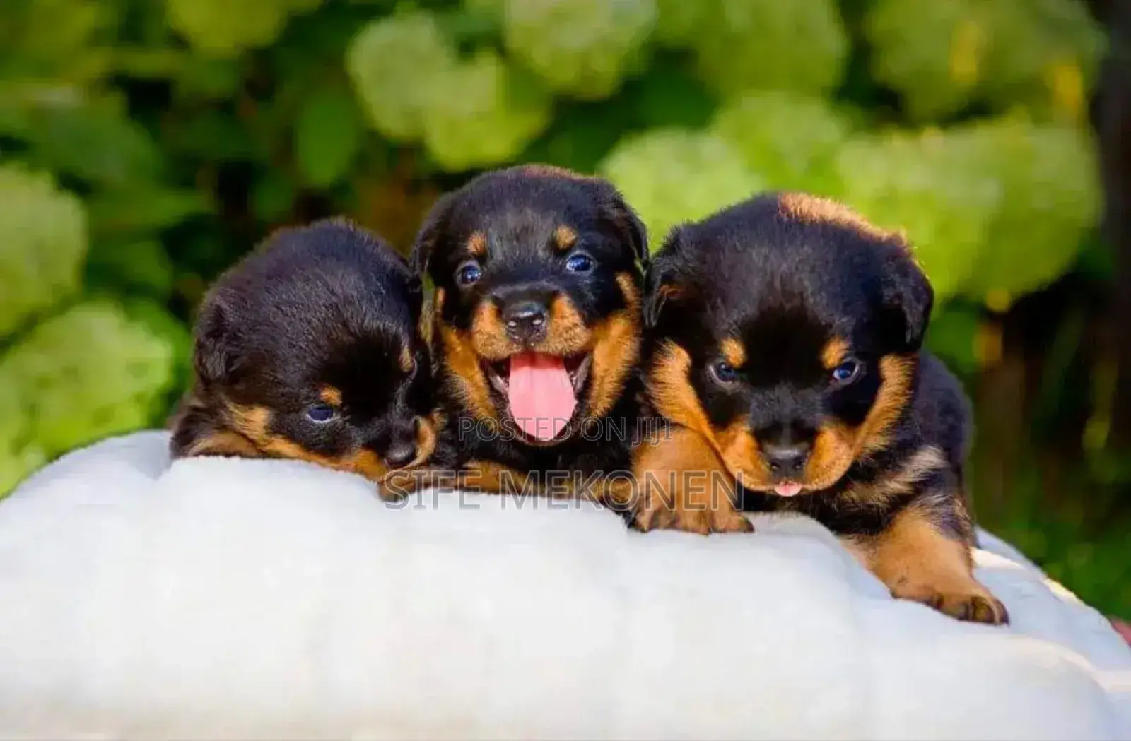 1-3 months Male Purebred Rottweiler