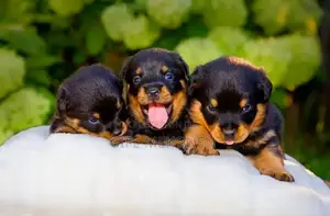 1-3 months Male Purebred Rottweiler
