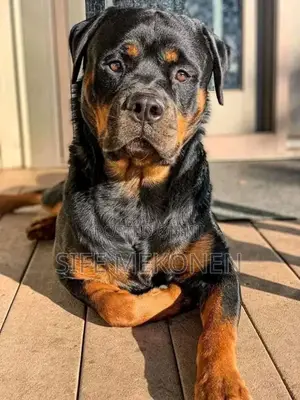 Photo - 1-3 months Male Purebred Rottweiler