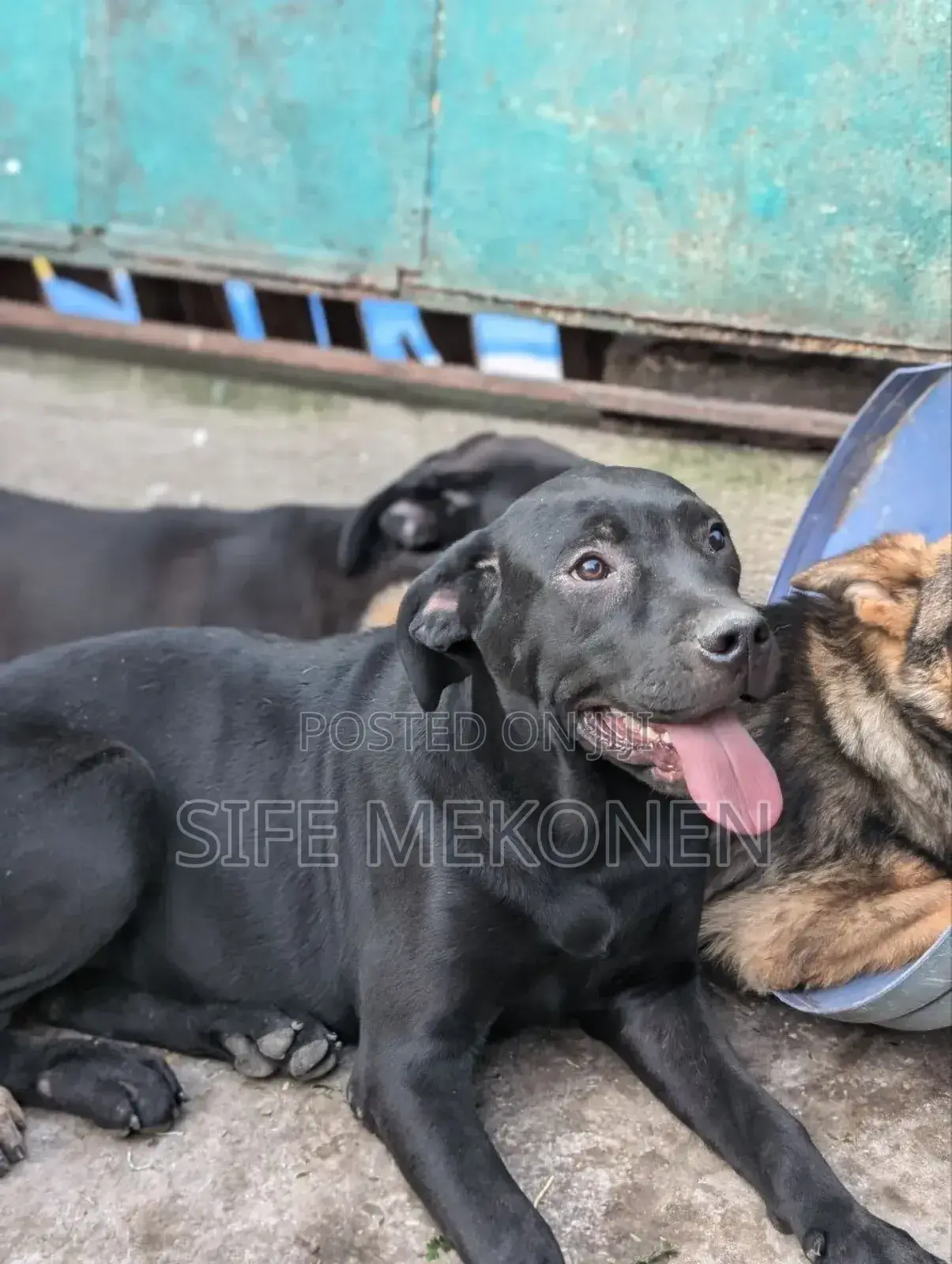 1-3 months Male Purebred Bullmastiff