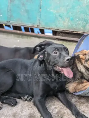 Photo - 1-3 months Male Purebred Bullmastiff