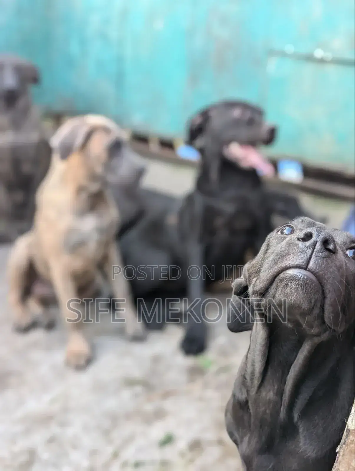 1-3 months Male Purebred Bullmastiff