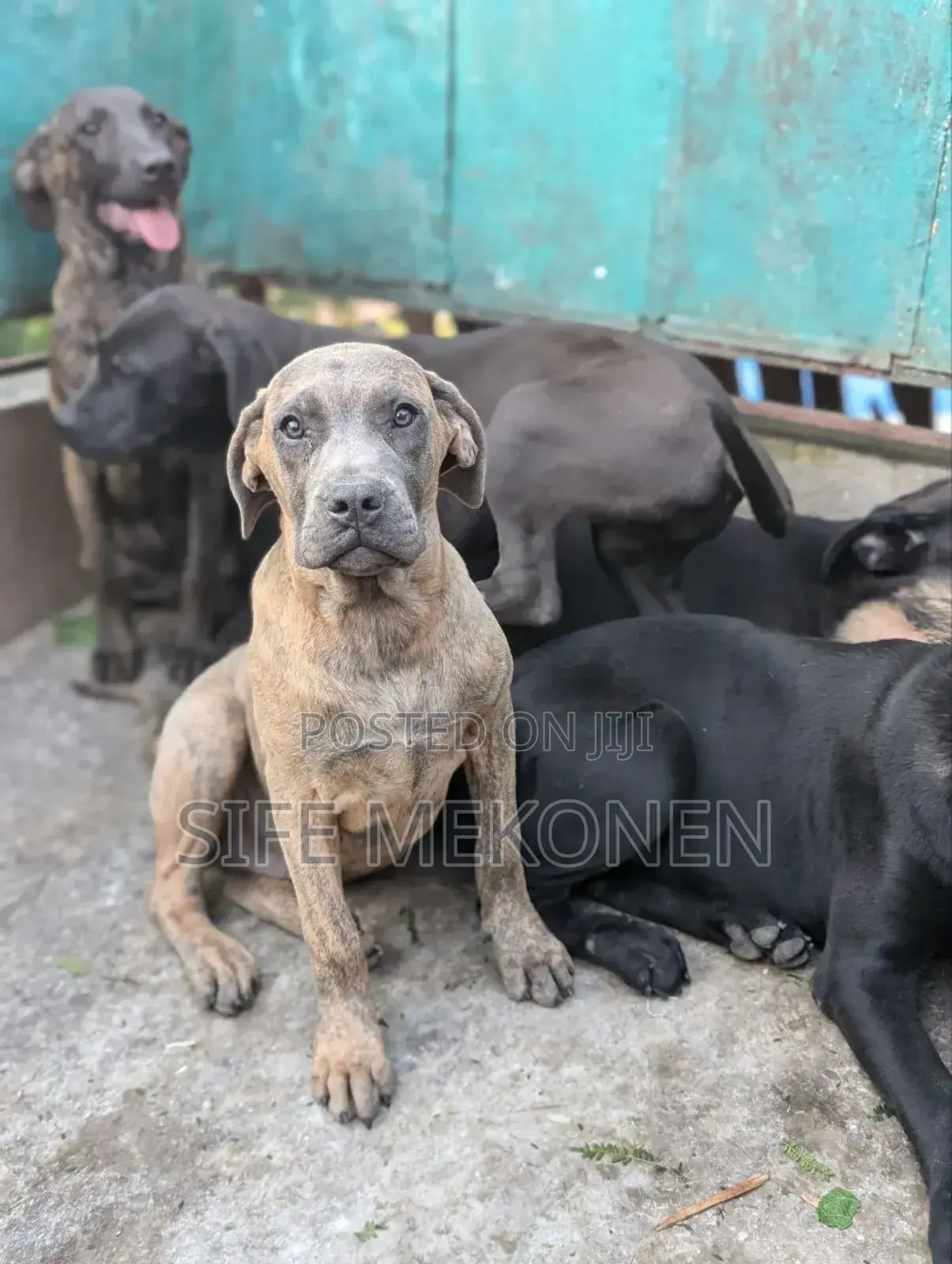 1-3 months Male Purebred Bullmastiff