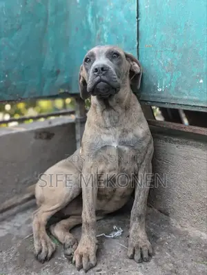1-3 months Male Purebred Bullmastiff