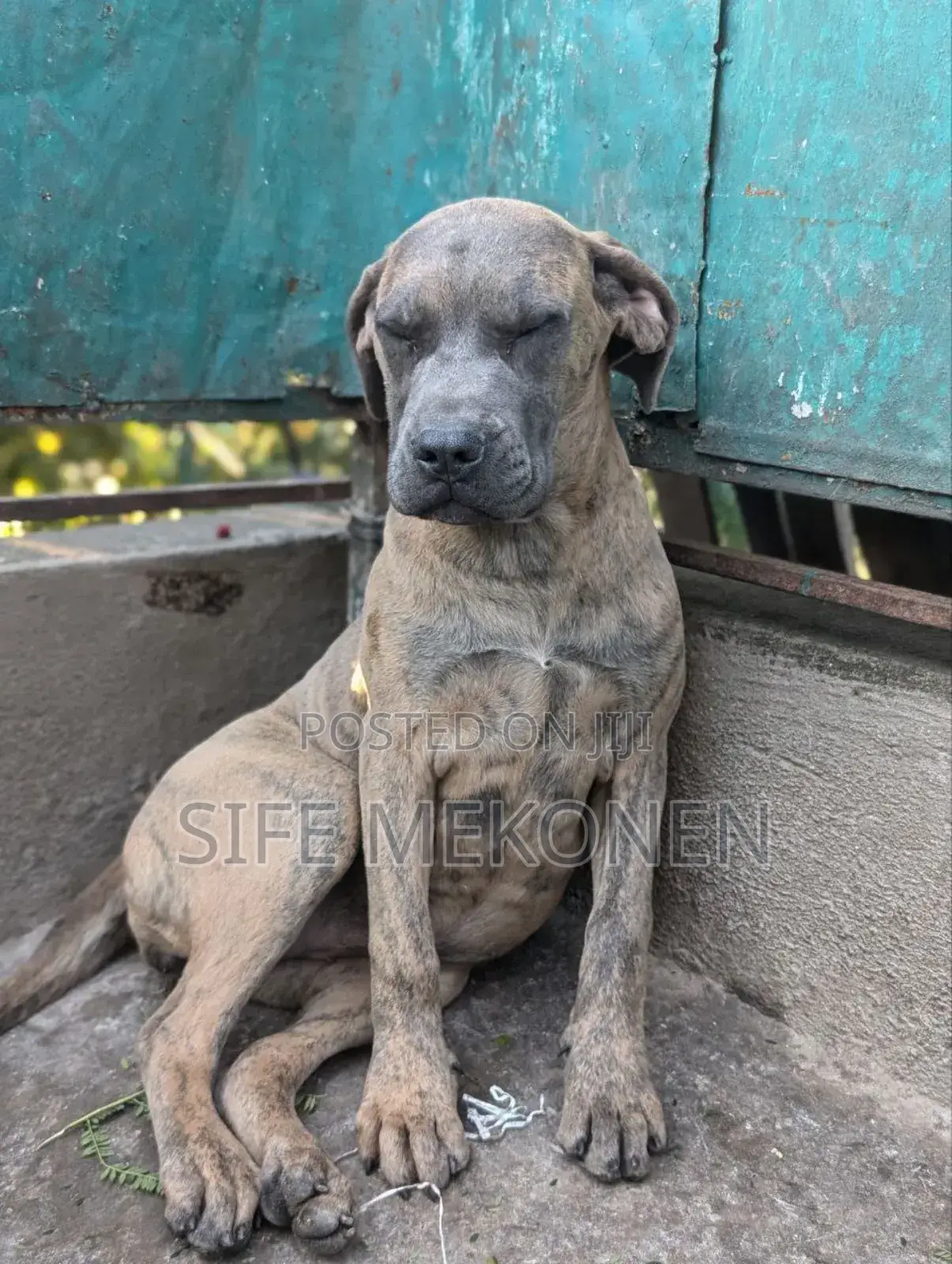 1-3 months Male Purebred Bullmastiff