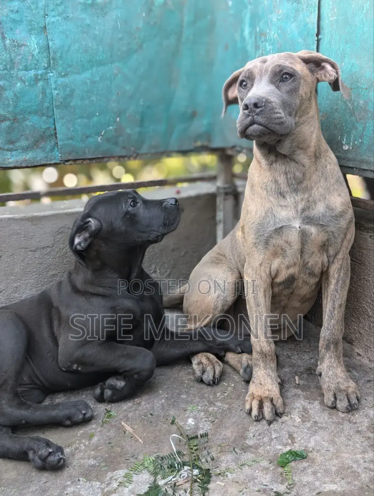1-3 months Male Purebred Bullmastiff