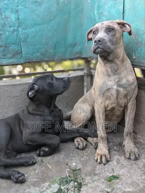 Photo - 1-3 months Male Purebred Bullmastiff