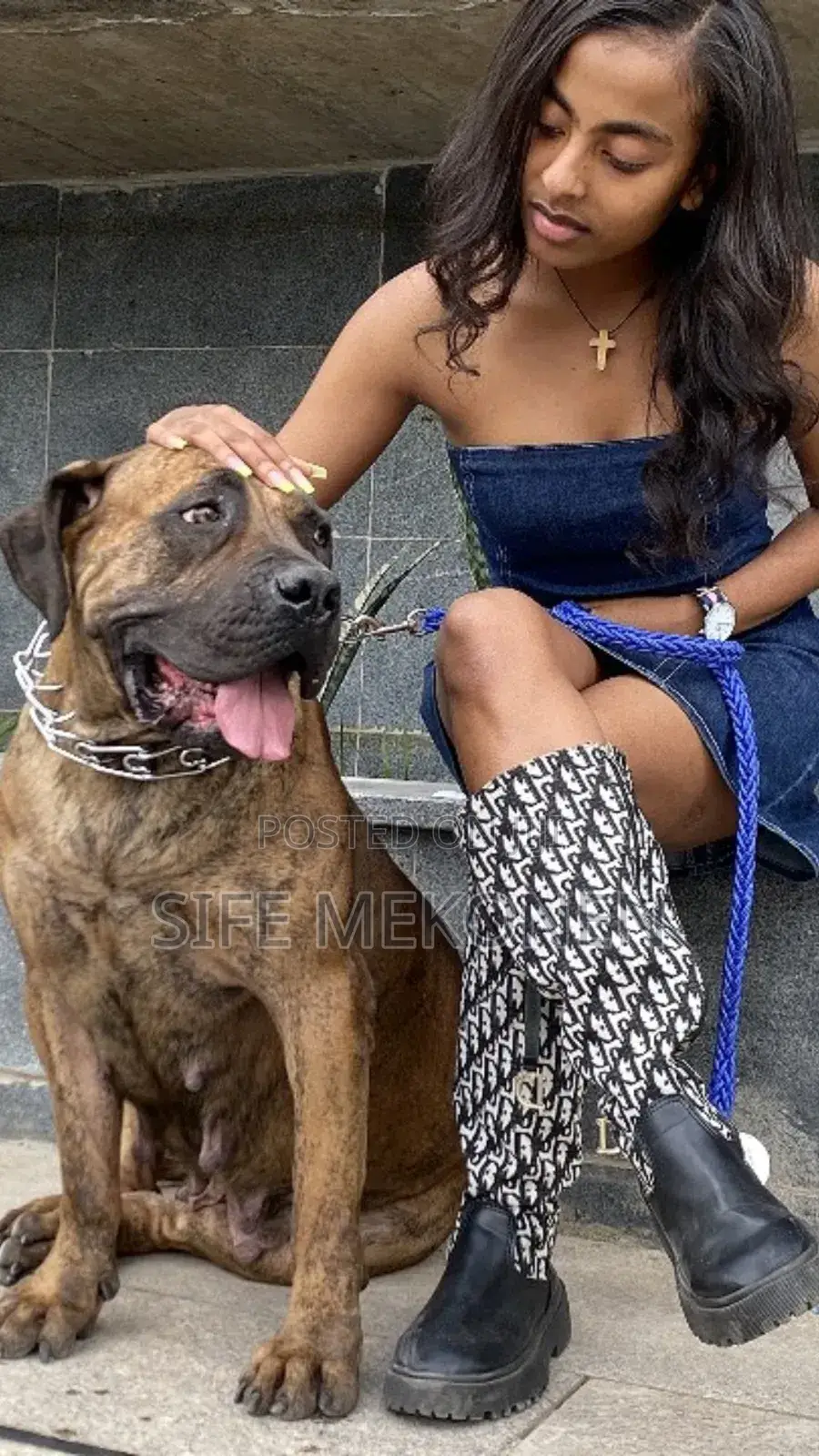 1-3 months Male Purebred Bullmastiff