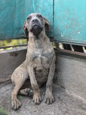 1-3 months Male Purebred Bullmastiff