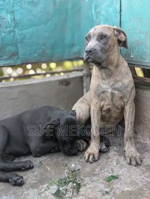 1-3 months Male Purebred Bullmastiff