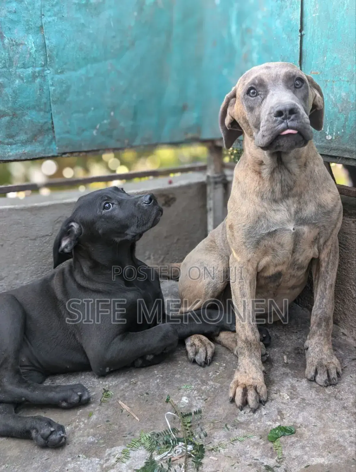 1-3 months Male Purebred Bullmastiff