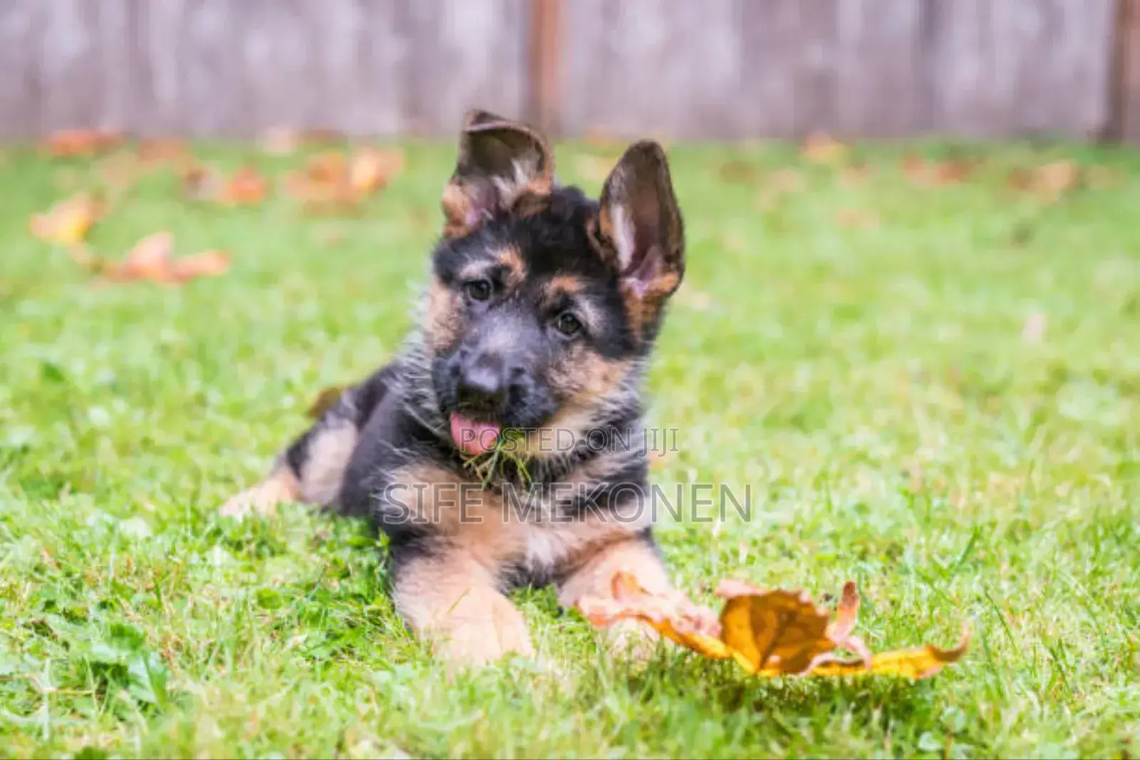 1-3 months Male Purebred German Shepherd