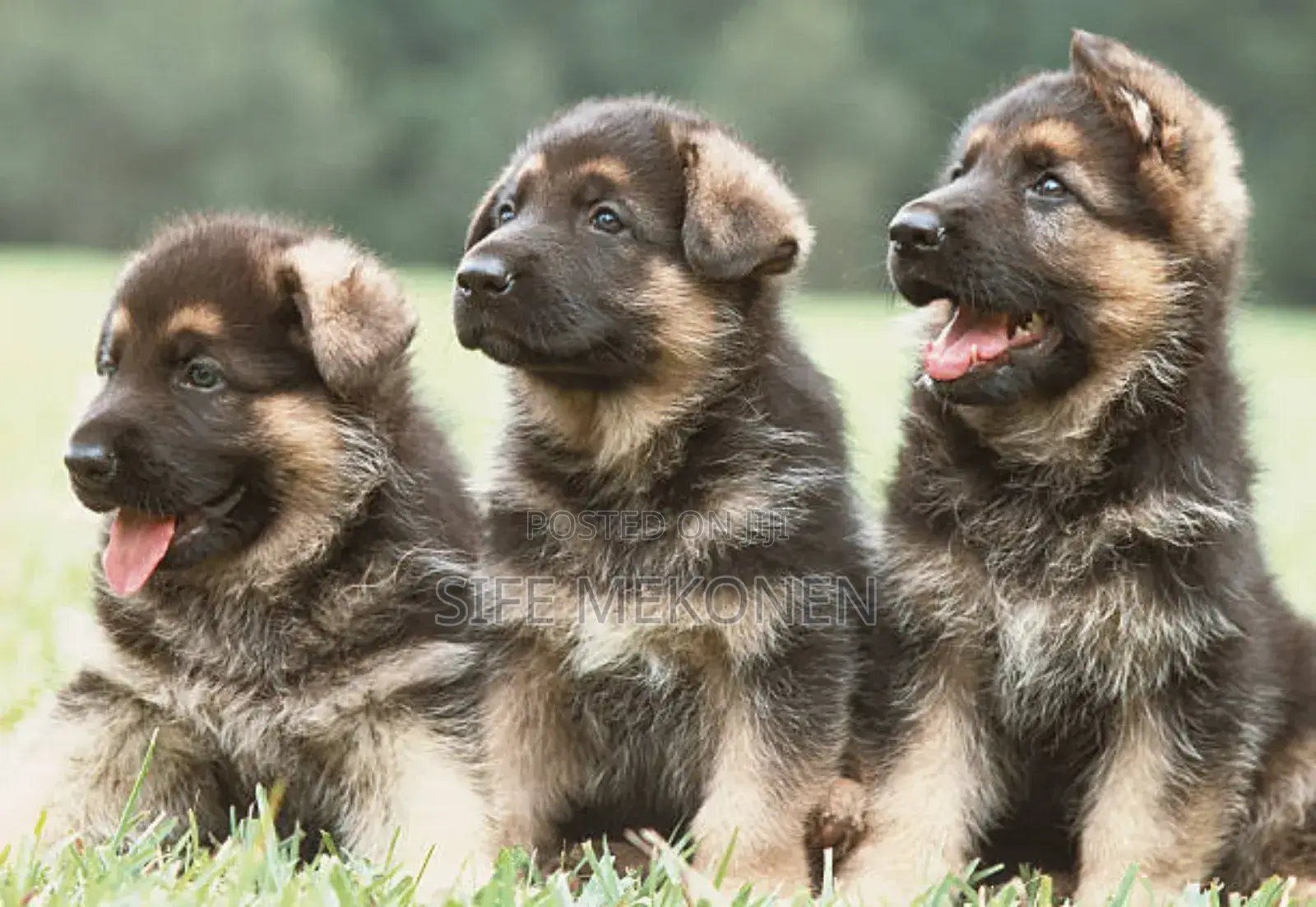 1-3 months Male Purebred German Shepherd