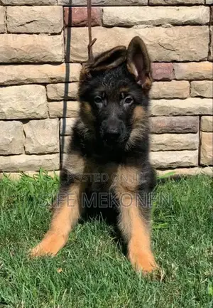Photo - 1-3 months Male Purebred German Shepherd