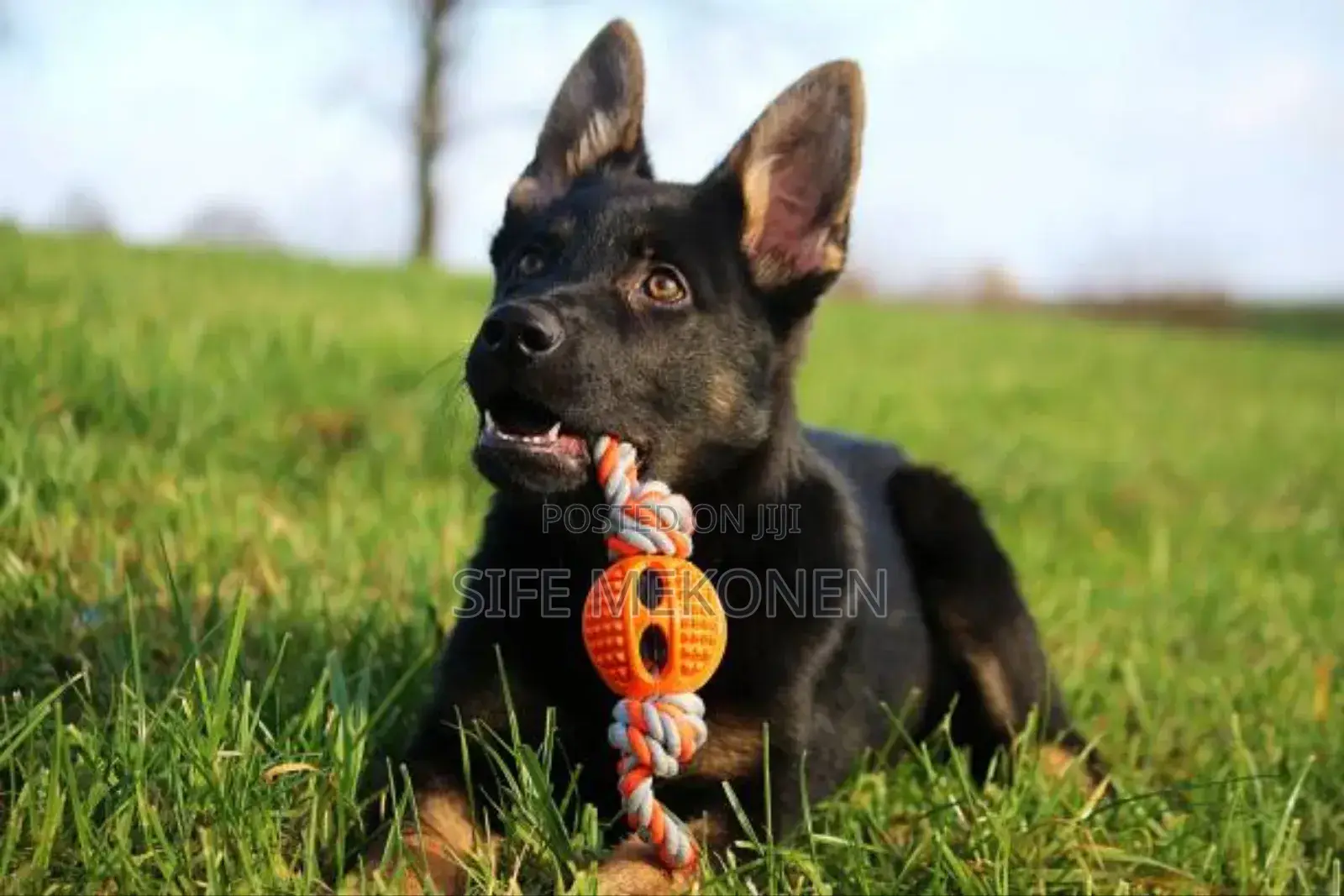 1-3 months Male Purebred German Shepherd