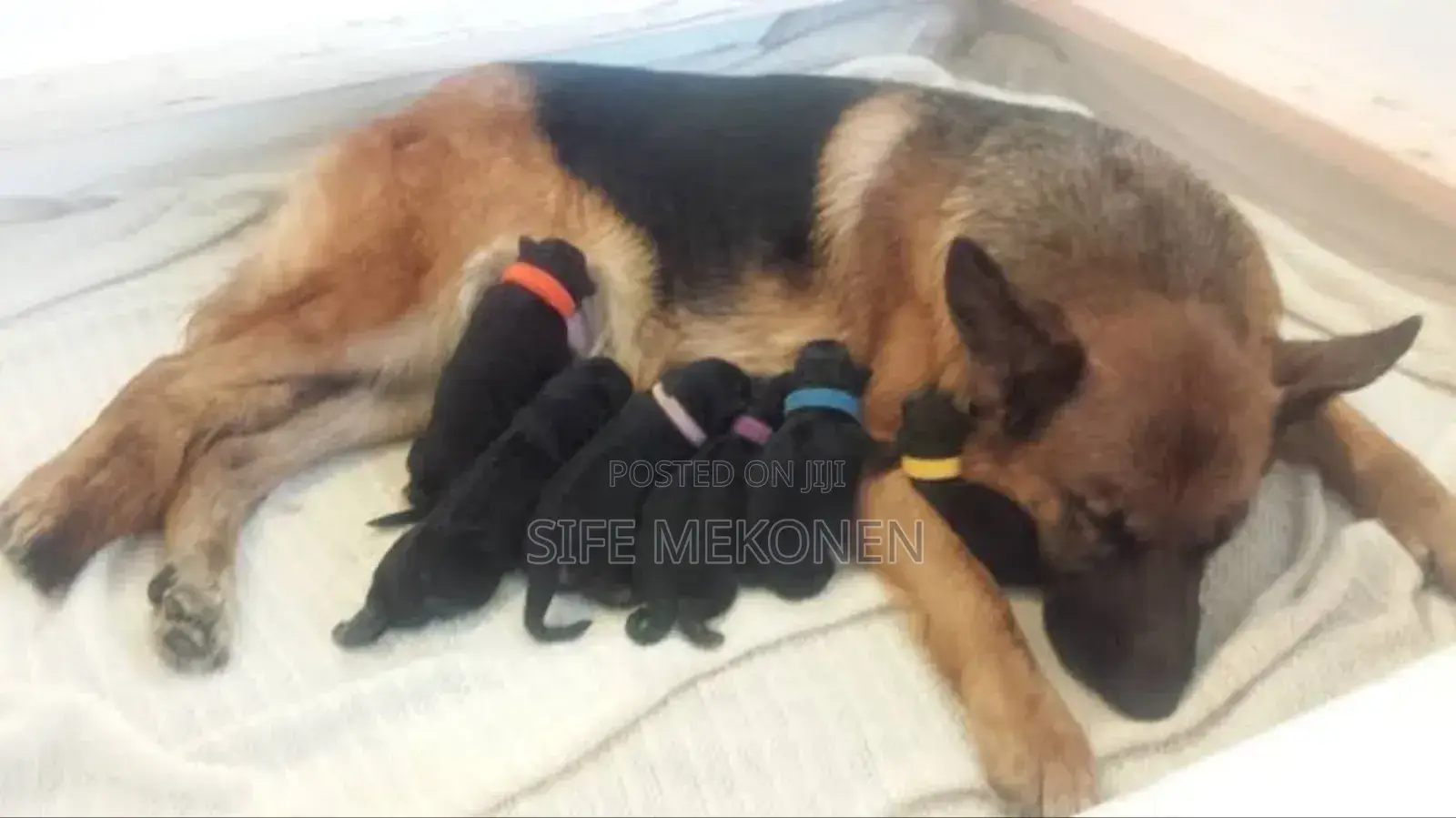 0-1 month Male Purebred German Shepherd
