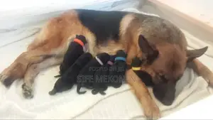 Photo - 0-1 month Male Purebred German Shepherd