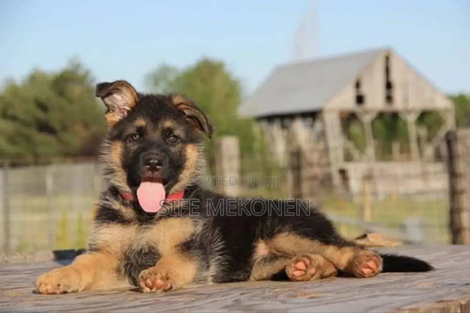 1-3 months Male Purebred German Shepherd
