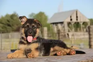 Photo - 1-3 months Male Purebred German Shepherd