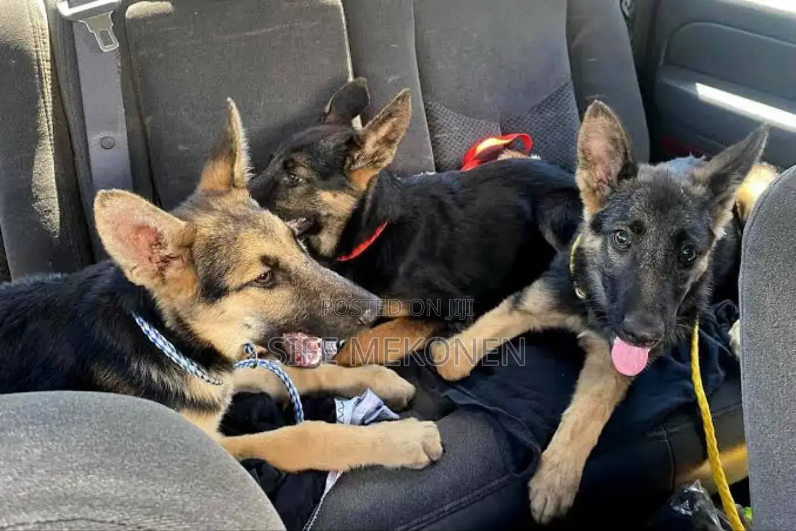 1-3 months Male Purebred German Shepherd