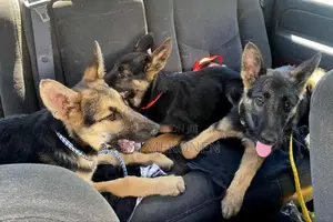 Photo - 1-3 months Male Purebred German Shepherd