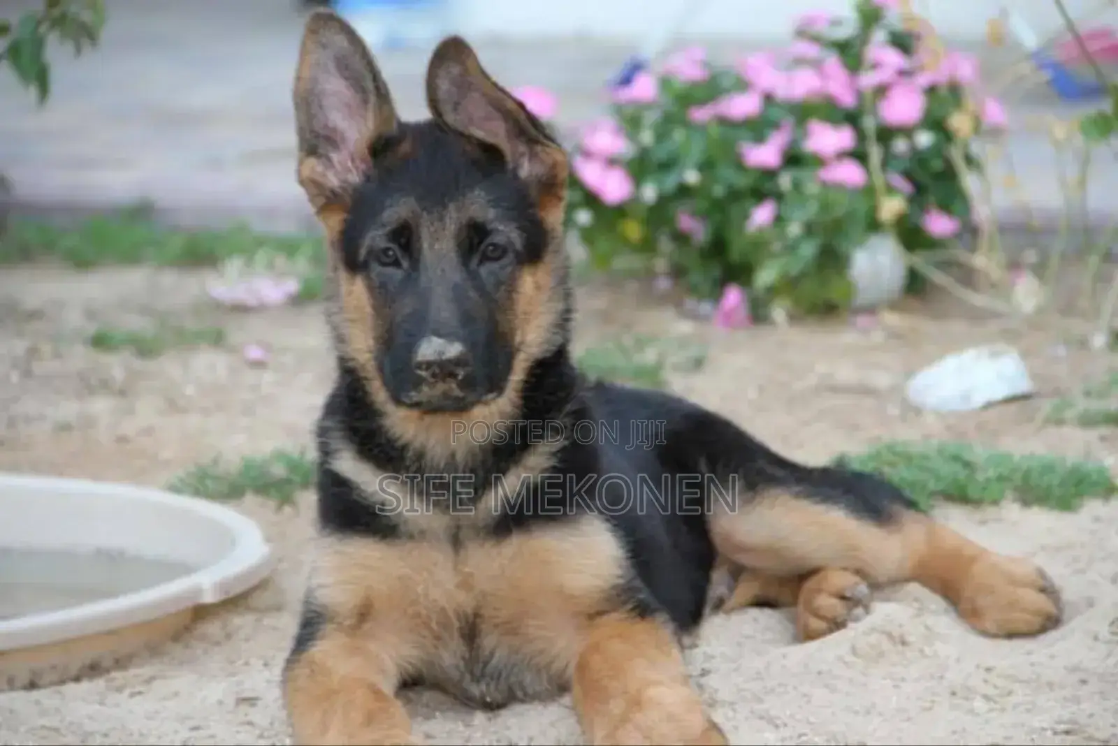 1-3 months Male Purebred German Shepherd