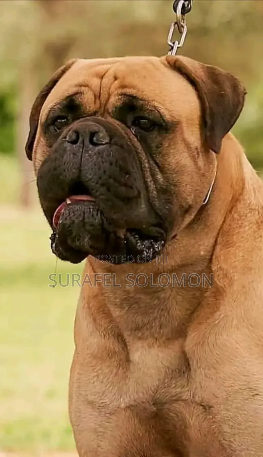 1-3 months Male Purebred Bullmastiff