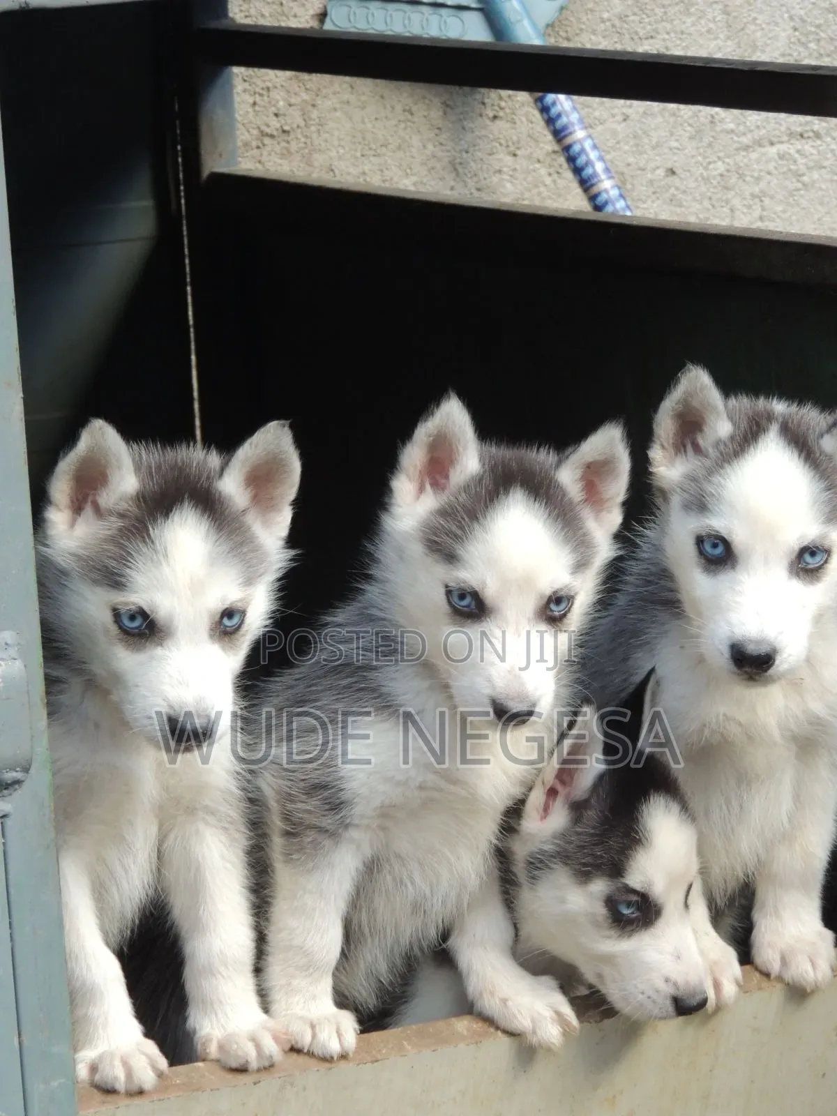 1-3 months Male Purebred Siberian Husky