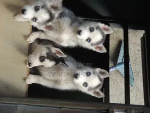 1-3 months Male Purebred Siberian Husky