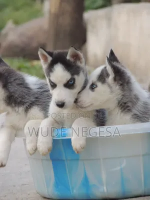 1-3 months Male Purebred Siberian Husky