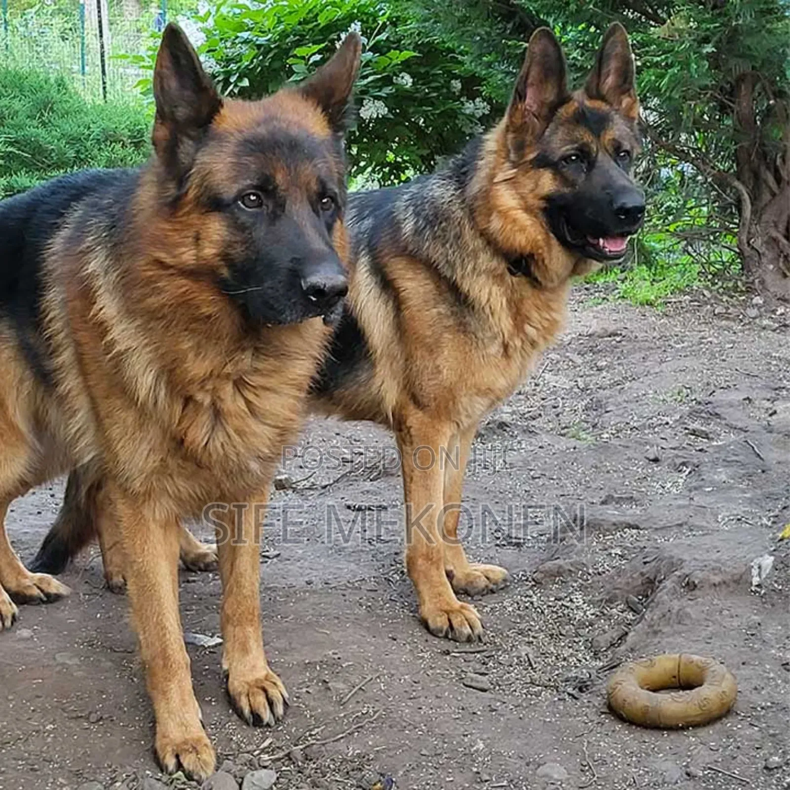 1-3 months Male Purebred German Shepherd