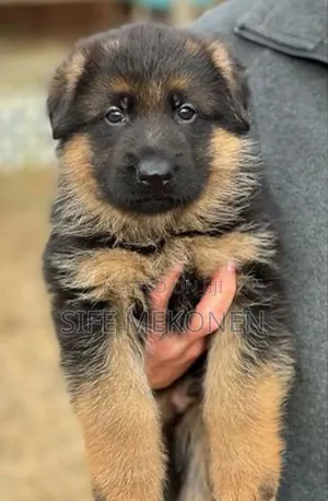 1-3 months Male Purebred German Shepherd