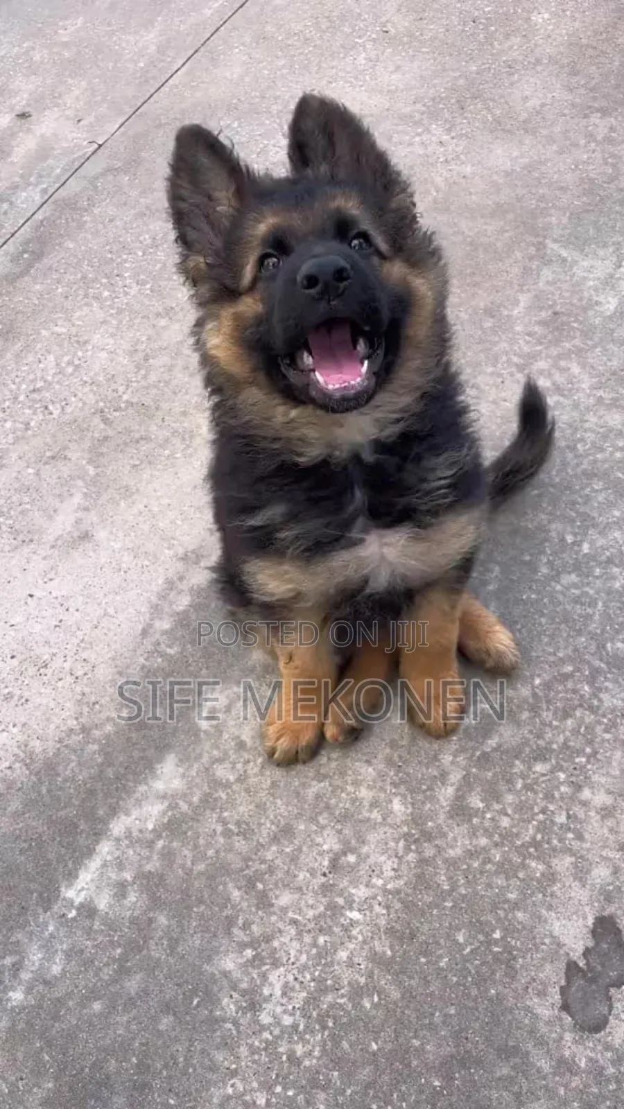 1-3 months Male Purebred German Shepherd
