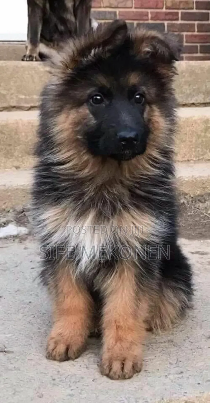 1-3 months Male Purebred German Shepherd