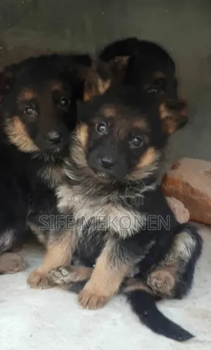 1-3 months Male Purebred German Shepherd