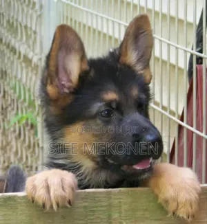 Photo - 1-3 months Male Purebred German Shepherd