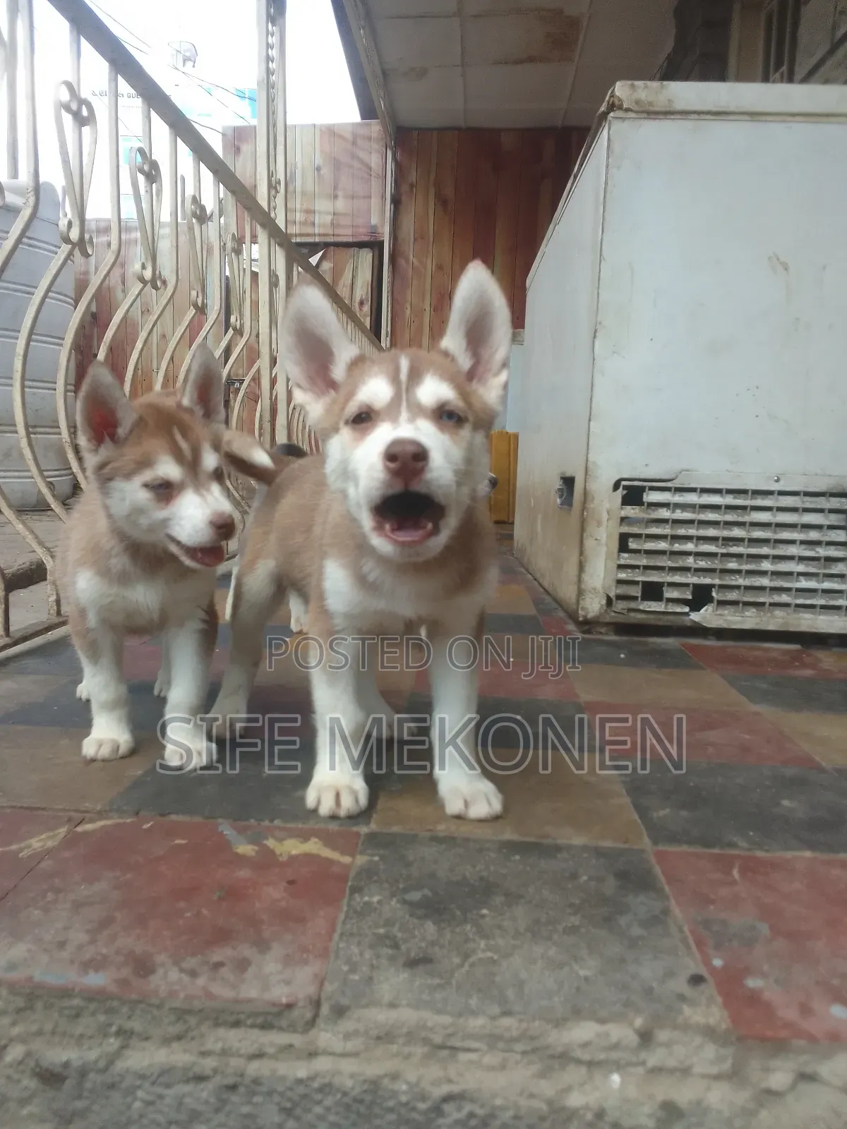 1-3 months Male Purebred Siberian Husky