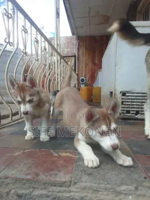 1-3 months Male Purebred Siberian Husky