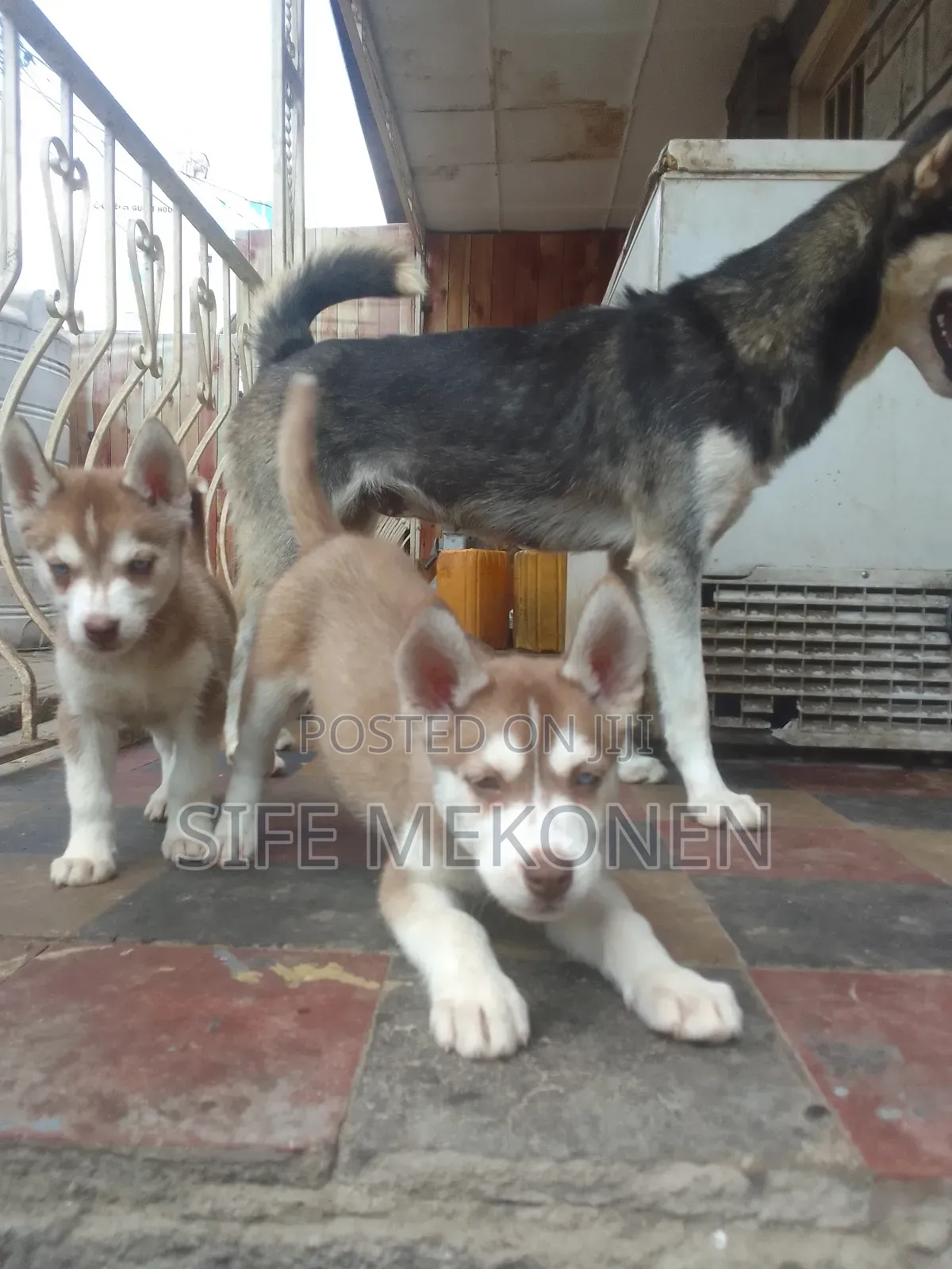 1-3 months Male Purebred Siberian Husky
