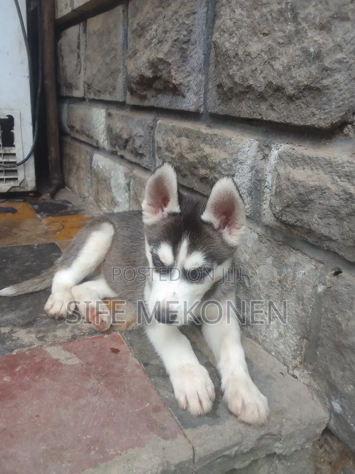1-3 months Male Purebred Siberian Husky