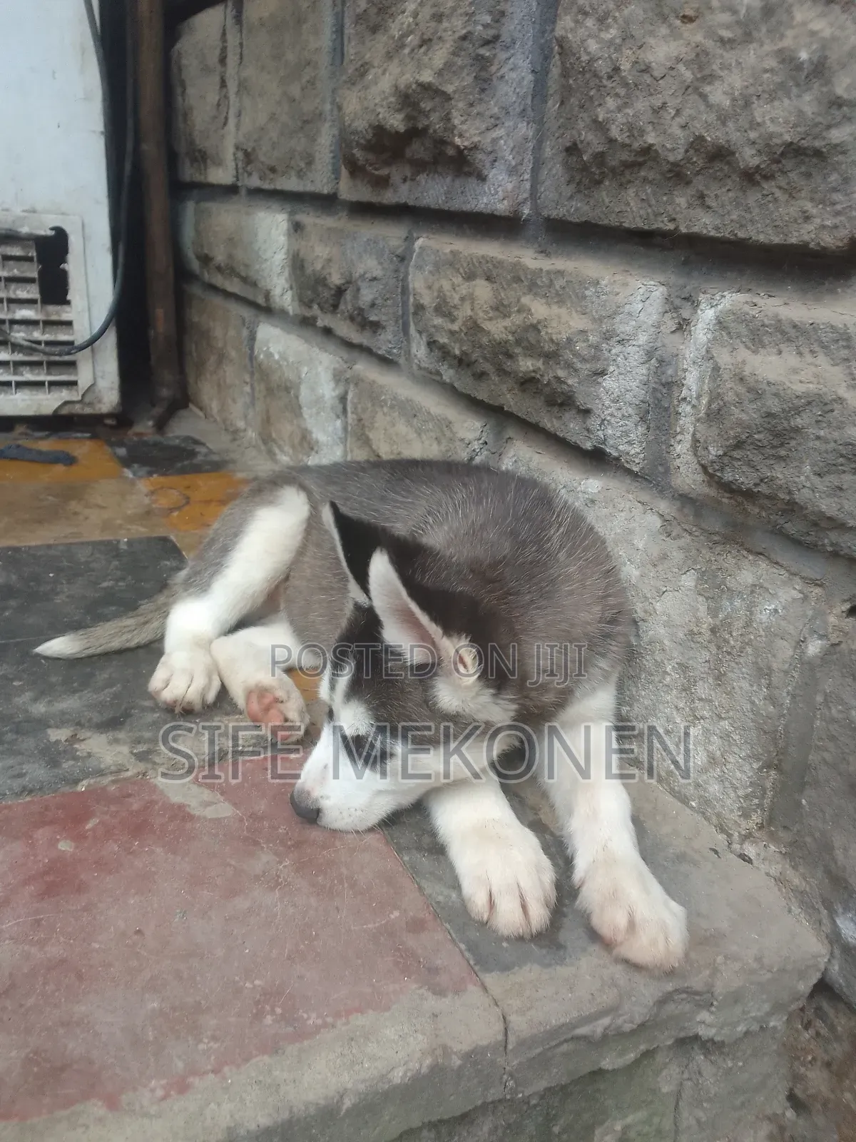 1-3 months Male Purebred Siberian Husky