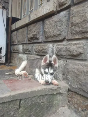 1-3 months Male Purebred Siberian Husky