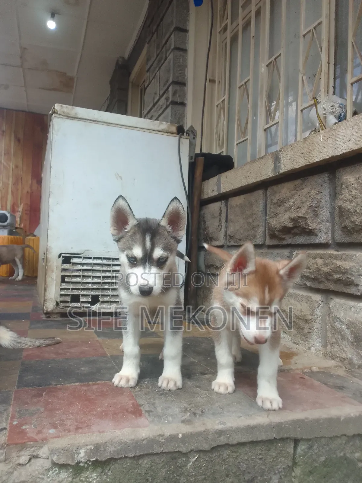 1-3 months Male Purebred Siberian Husky