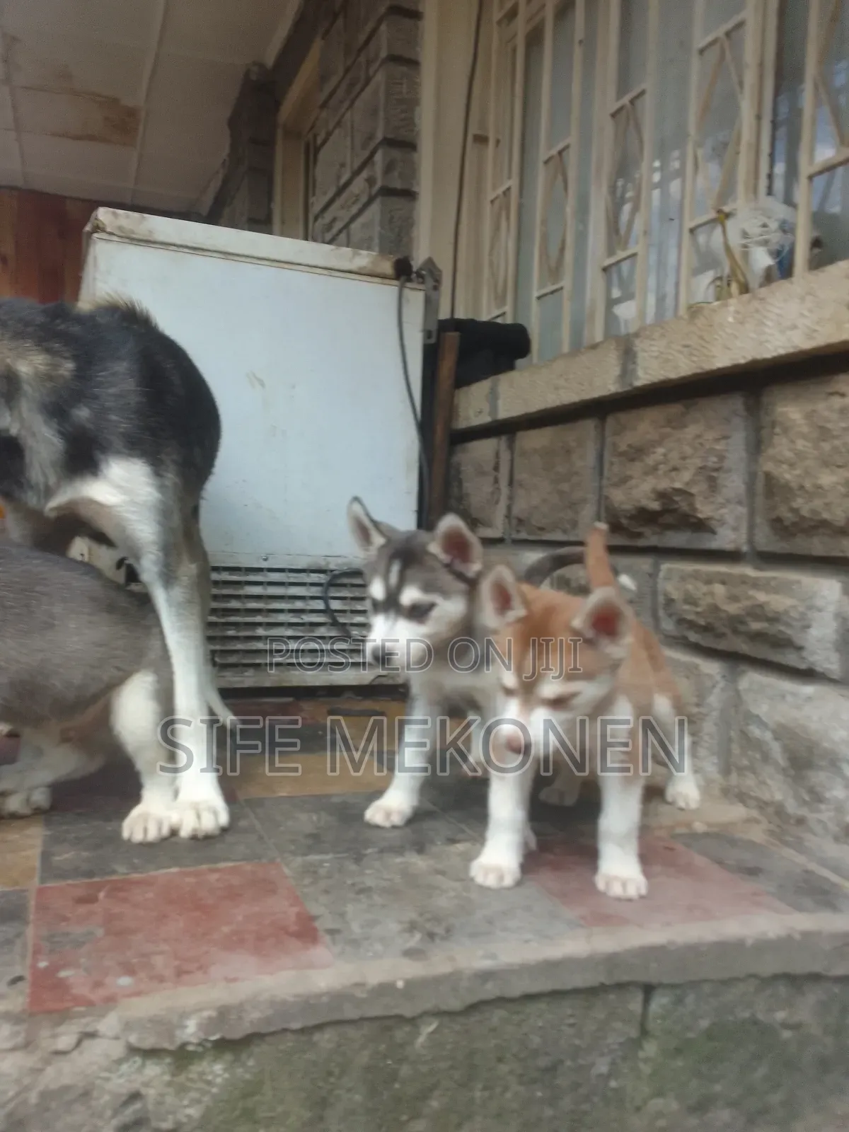 1-3 months Male Purebred Siberian Husky