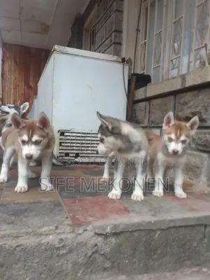 1-3 months Male Purebred Siberian Husky